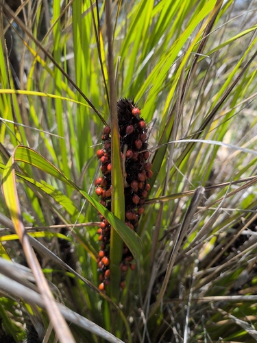 Gahnia aspera observed 2026-10-24