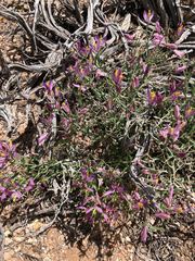 Rhinotropis subspinosa