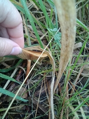 Pholiota multicingulata