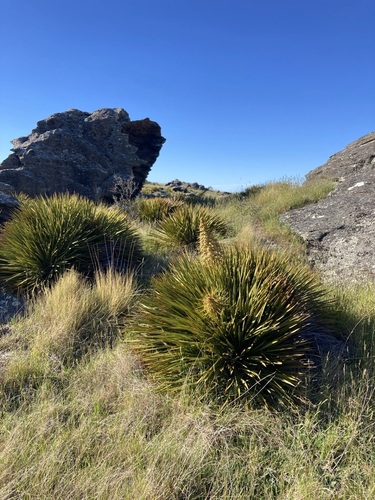 Aciphylla aurea observed 2026-10-24