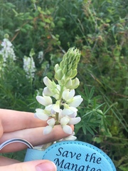 Lupinus nootkatensis