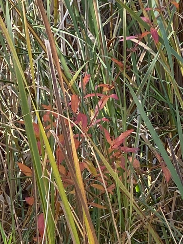 Decodon verticillatus observed 2026-10-23