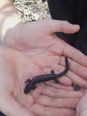 Ambystoma