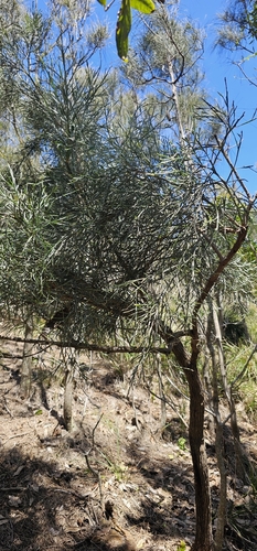 Jacksonia scoparia observed 2026-10-24