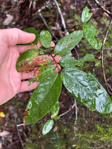Alphitonia excelsa observed 2026-10-24