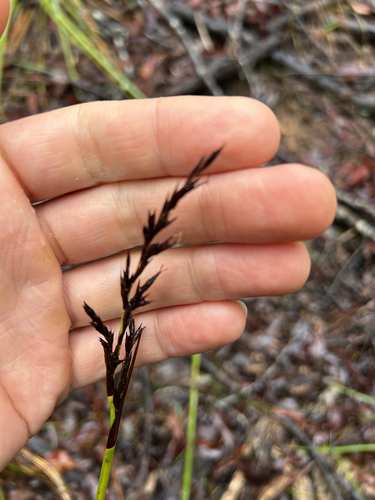 Lepidosperma observed 2026-10-24