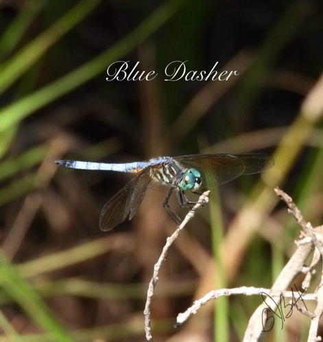 Blue Dasher photograph by the iNaturalist community
