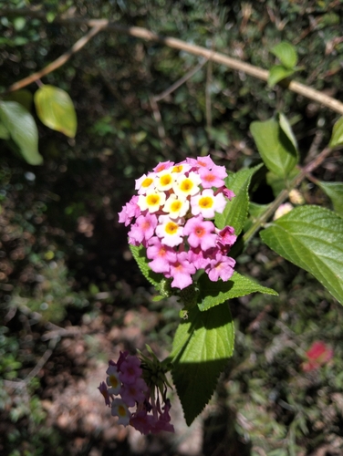 common lantana photograph by the iNaturalist community