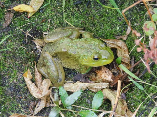 American Bullfrog photograph by the iNaturalist community
