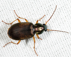 Chlaenius pennsylvanicus