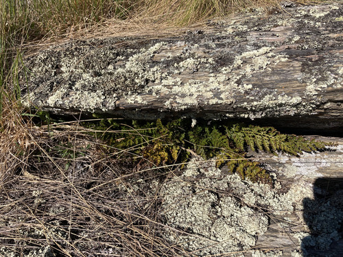Asplenium richardii observed 2026-10-24