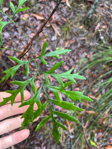 Lomatia silaifolia observed 2026-10-24