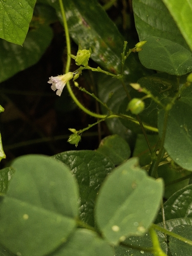 Oxalis barrelieri observed 2026-10-23
