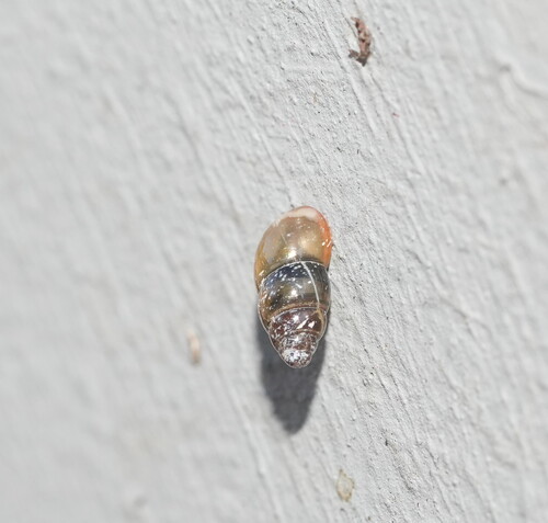 Cochlicopa lubrica observed 2026-10-17