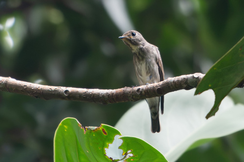 Muscicapa sibirica observed 2026-10-17