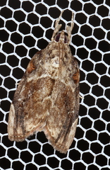 Crocidolomia suffusalis