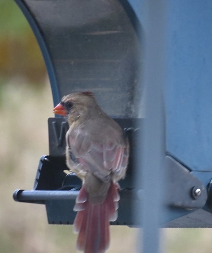 Northern Cardinal photograph by the iNaturalist community