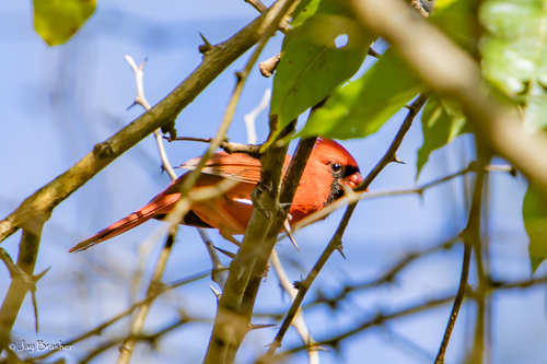 Northern Cardinal photograph by the iNaturalist community