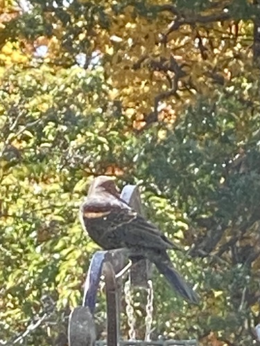 Red-winged Blackbird photograph by the iNaturalist community