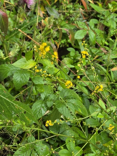 Agrimonia pilosa observed 2026-10-24