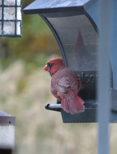 Northern Cardinal photograph by the iNaturalist community
