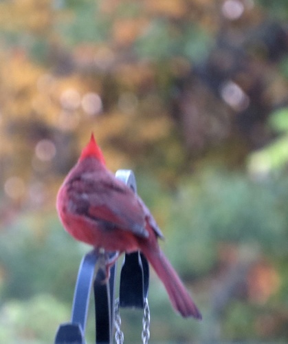 Northern Cardinal photograph by the iNaturalist community