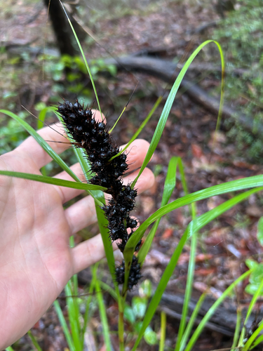 Gahnia aspera observed 2026-10-24