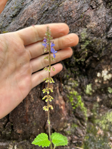 Coleus australis observed 2026-10-24