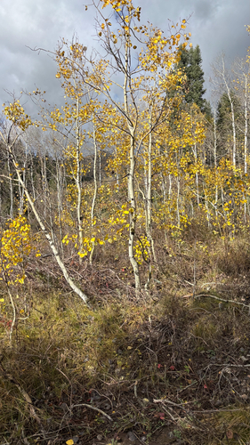 quaking aspen photograph by the iNaturalist community