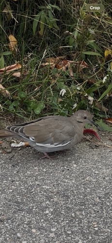 White-winged Dove photograph by the iNaturalist community