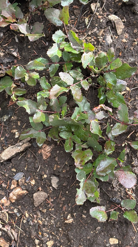 Mahonia repens, 2026-10-23