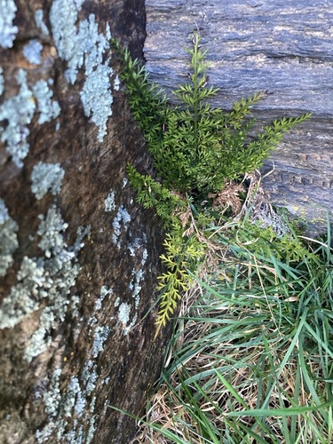 Asplenium richardii observed 2026-10-24