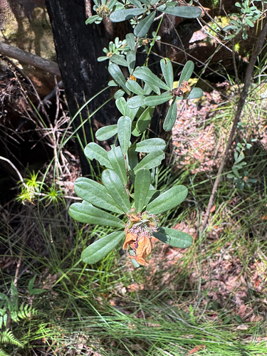 Pultenaea daphnoides observed 2026-10-24