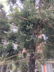 Araucaria