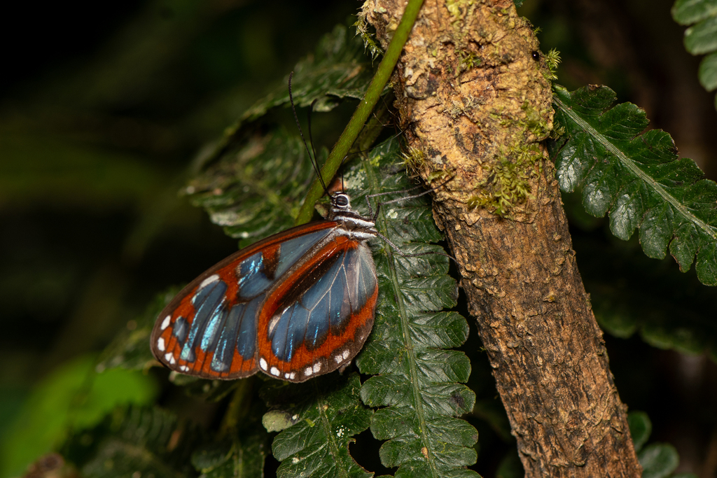 Ollantaya olerioides