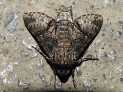 Cautethia