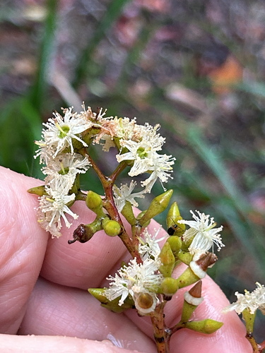 Eucalyptus siderophloia observed 2026-10-24