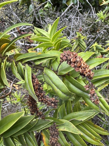 Veronica stricta observed 2026-10-24