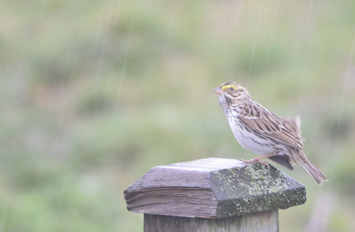 Savannah Sparrow photograph by the iNaturalist community