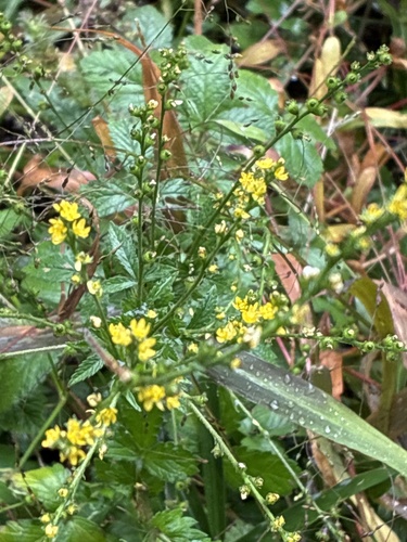 Agrimonia pilosa observed 2026-10-24