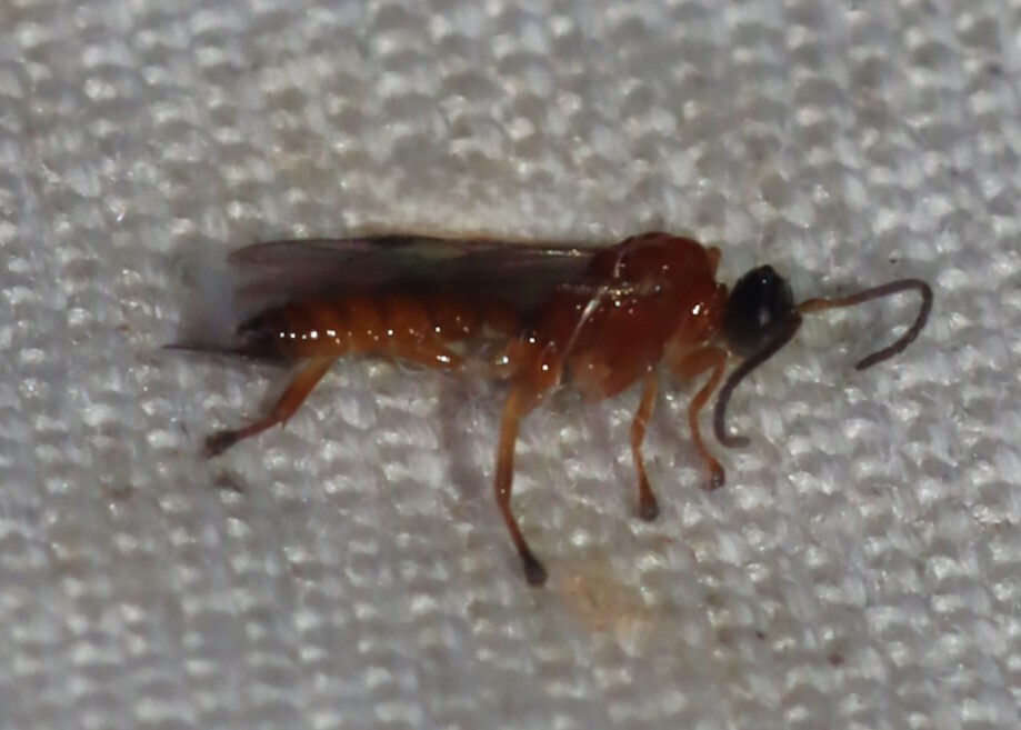 Zatypota kauros
