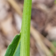 Solidago canadensis canadensis