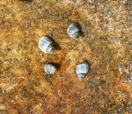 Austrolittorina unifasciata observed 2026-10-24