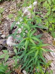 Solidago canadensis canadensis