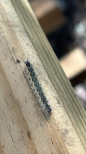 Fall Webworm Moth photograph by the iNaturalist community