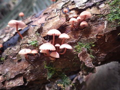Mycena parsonsii
