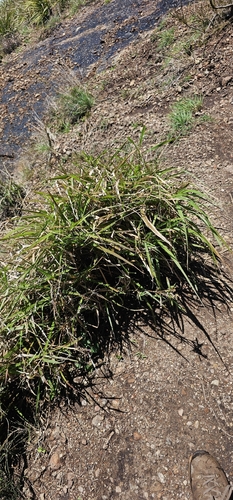 Cenchrus caliculatus observed 2026-10-24