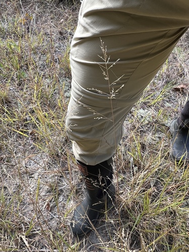 Coleataenia anceps observed 2026-10-23