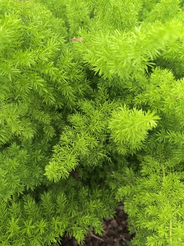 Asparagus densiflorus observed 2026-10-24
