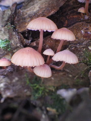 Mycena parsonsii